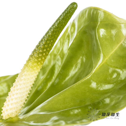 掌 | 绿色【5度以下低温地区不建议购买 ，轻微瑕疵不售后】 商品图3