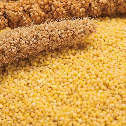 【疫情管控地区停发】金龙鱼爱心桃花小米400g/900g/2.25kg 商品图5