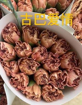 康乃馨·古巴爱情