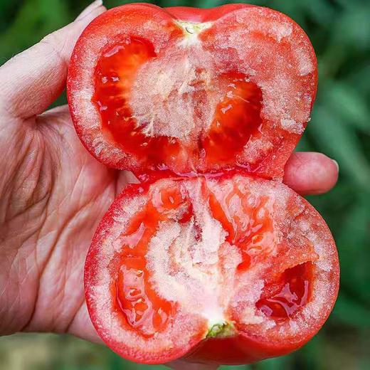 普罗旺斯水果西红柿 商品图0