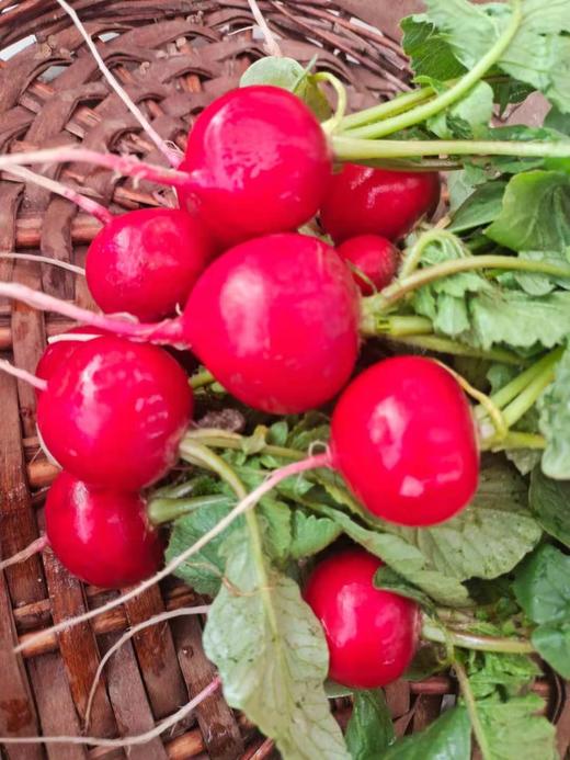 樱桃箩卜（基地现摘） 商品图1