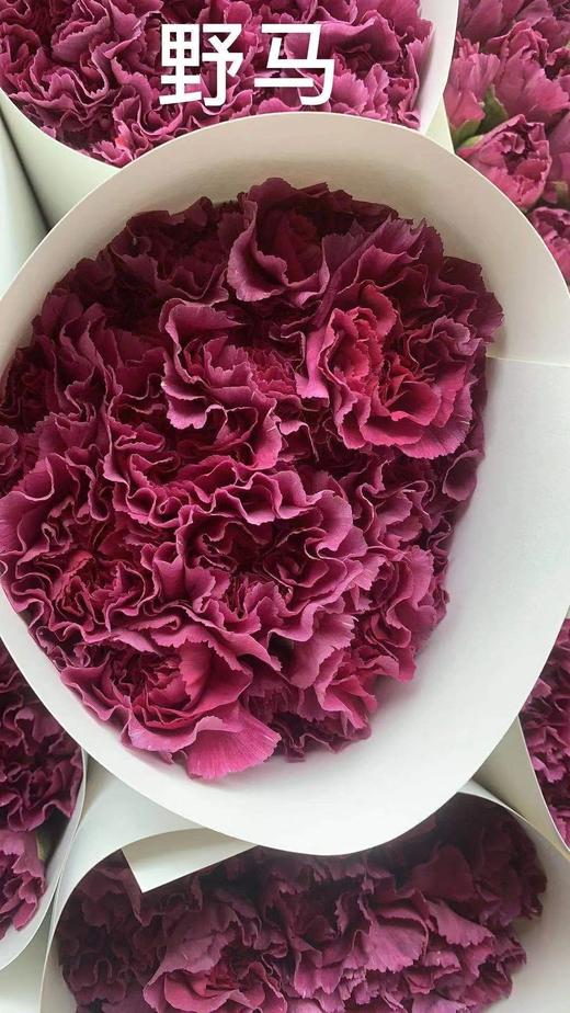 康乃馨·野马 商品图1