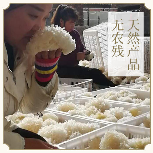 万物本草精品不熏硫银耳 胶质浓稠 无根 商品图1