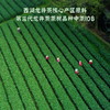 2026新茶·龙冠龙井【金碗钉·中茶108】纯茶礼盒 200g 商品缩略图1