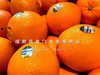 🛵新奇士黑标甜橙【纯甜多汁】 商品缩略图8