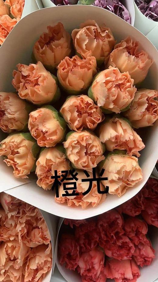 康乃馨·橙光 商品图0