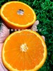 🛵新奇士黑标甜橙【纯甜多汁】 商品缩略图5