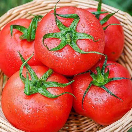 普罗旺斯水果西红柿 商品图1