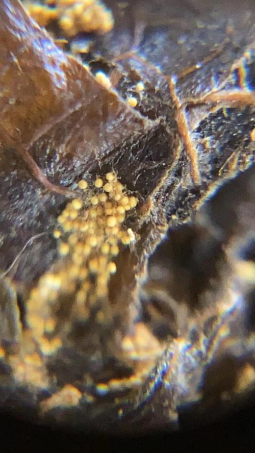 墨君五福茶  墨君800g 泾阳砖茶 商品图4