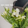 20枝小苍兰 · 瓶插花   含花瓶 商品缩略图1