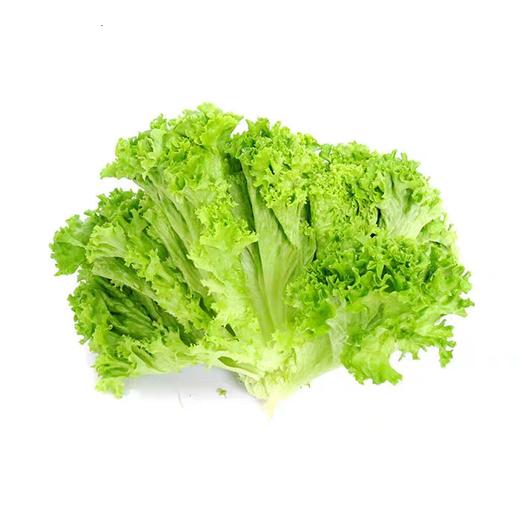 生菜 商品图1