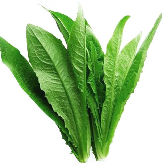 油麦菜 商品图1