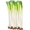 大葱 商品缩略图0
