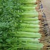 香芹 商品缩略图3