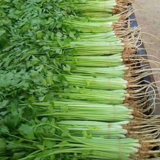 香芹 商品图3