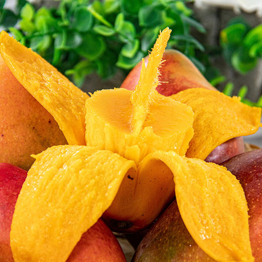 海南贵妃芒（芒果）【熟了熟了，终于等到了，吃芒果的季节，太爽了】 商品图3