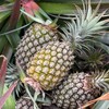 顺丰包邮，【自然熟金钻凤梨来咯】生态种植自然熟金钻凤梨，香甜基地直邮 商品缩略图1