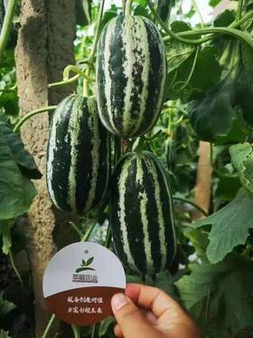 甜瓜如何座好瓜