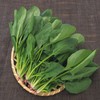 菠菜 商品缩略图2