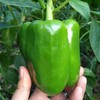 青椒 商品缩略图1