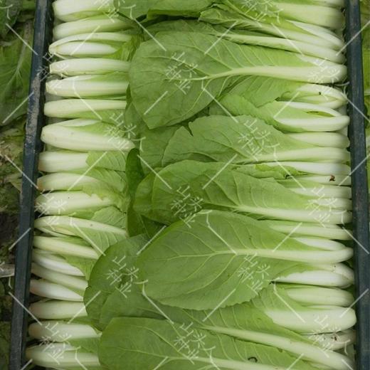 小白菜 商品图4