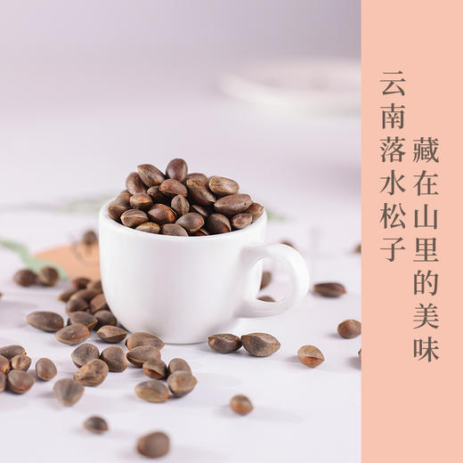 云南高原新鲜落水松   人工采摘  自然晾晒 松香味浓郁 松仁圆润饱满  纯天然自然美味 商品图0