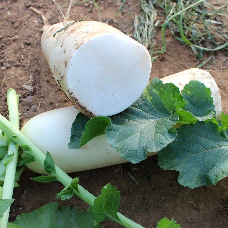 白萝卜