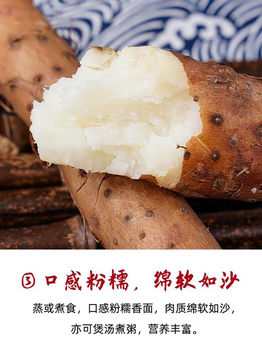 细山药 商品图2