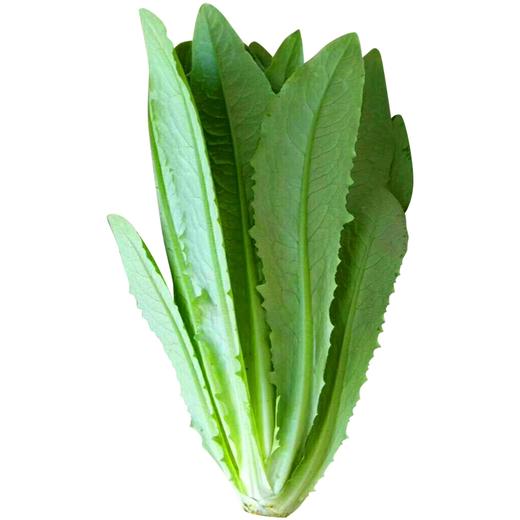 油麦菜 商品图0