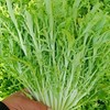 苦菊 商品缩略图4