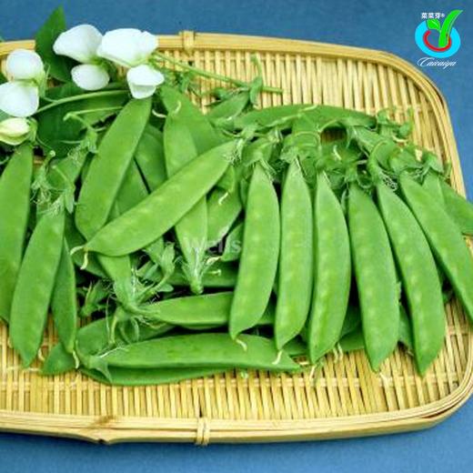 荷兰豆 商品图2