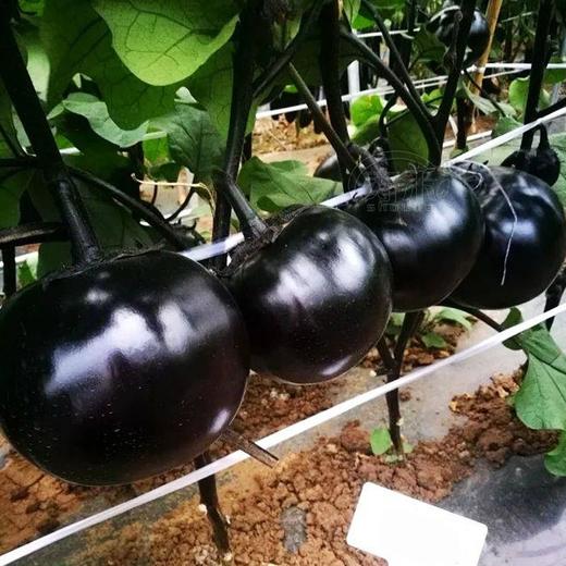 圆茄子 商品图2