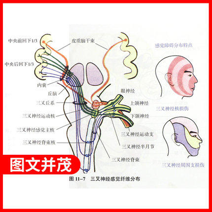 （套装共2本）诊断学+诊断学习题集  全国中医药行业高等十三五规划教材中医药院校规划第十版新世纪第四版 詹华奎 著  商品图2