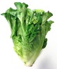 罗马生菜 商品缩略图2