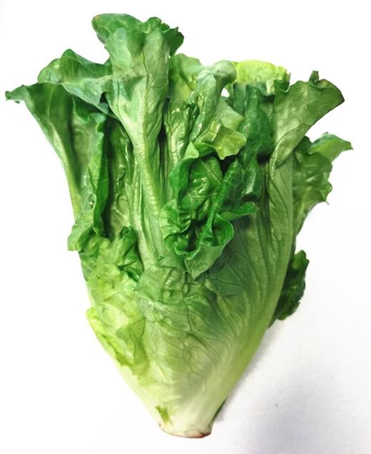罗马生菜 商品图2