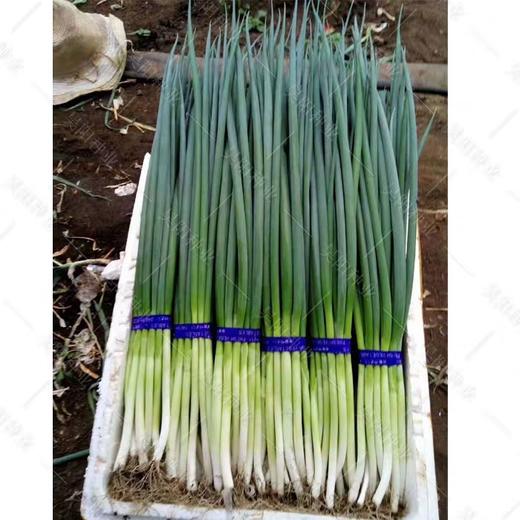 香葱 商品图3