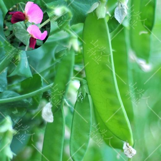 荷兰豆 商品图1