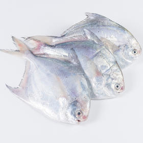 吕四至鲜精品流网鲳鱼 250g2条