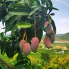 海南贵妃芒（芒果）【熟了熟了，终于等到了，吃芒果的季节，太爽了】 商品缩略图5