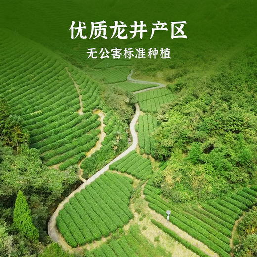 2025新茶上市 西湖龙冠龙井茶【牛皮纸包-一级 250g】自饮或送亲友的上佳之选 商品图2