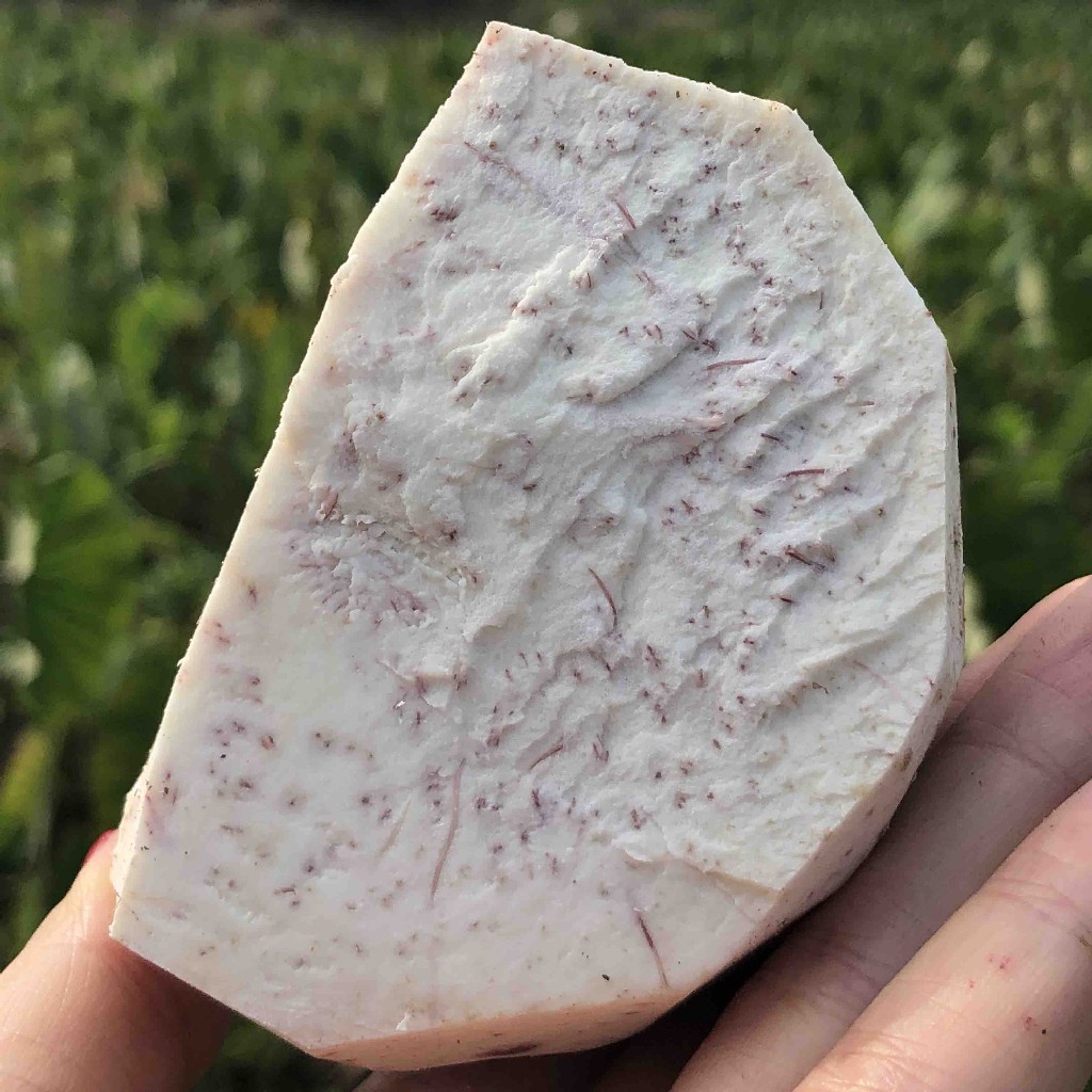 正宗荔浦芋头 4.5-5斤装）收到切片冷冻保存