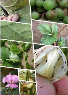 豆角虫害的防治
