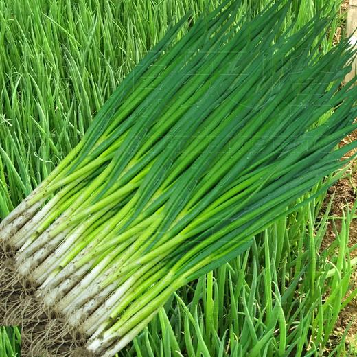 香葱 商品图1