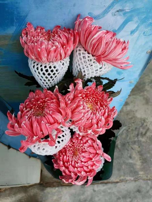 配花-牡丹菊-5枝 商品图5