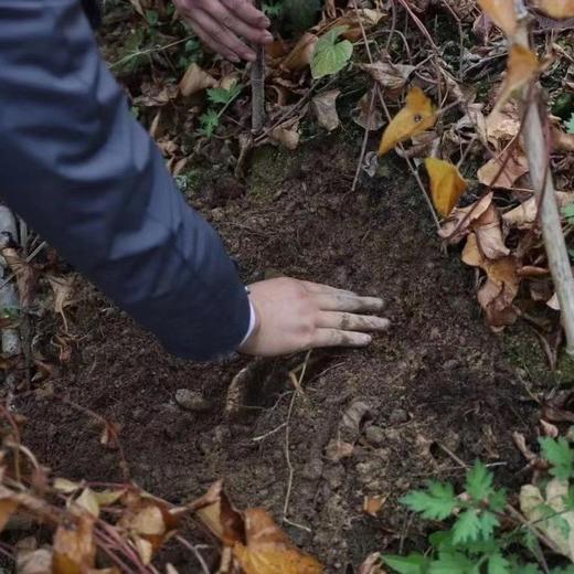 【有机认证】大山里有机鲜山药野生品种 生态种植 5斤装（逢一、三、五现挖新鲜发货） 商品图10