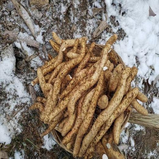【有机认证】大山里有机鲜山药野生品种 生态种植 5斤装（逢一、三、五现挖新鲜发货） 商品图8