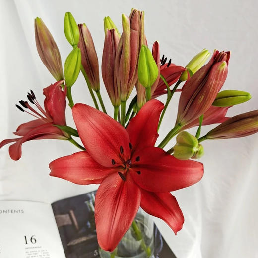 红袖亚百合10朵份买2份减20元颜色艳丽花朵不大无香味