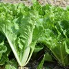 小白菜 商品缩略图2
