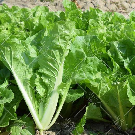 小白菜 商品图2
