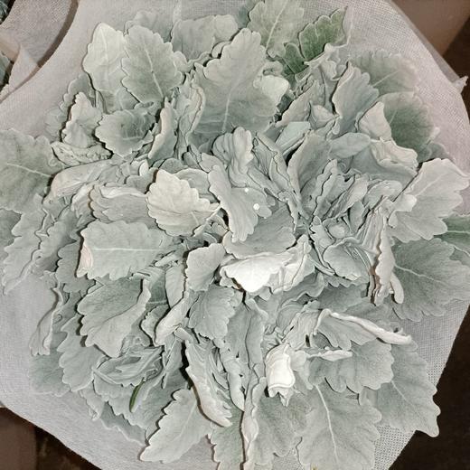 【收获】银叶菊  若干枝/扎 商品图5